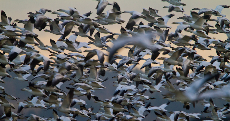 Snow Geese In Flight